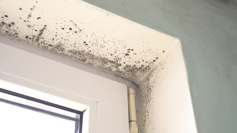 Why You Should Choose Our Mold Remediation Services in Kathleen, FL